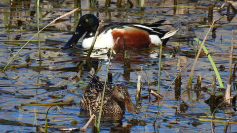 hashibiro-duck-pair.jpg