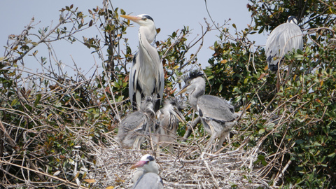 heron-family.jpg