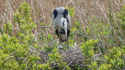 heron-family2.jpg