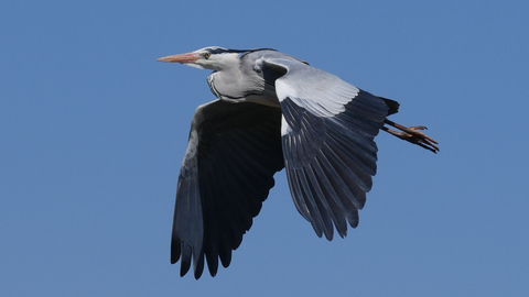 heron-fly.jpg