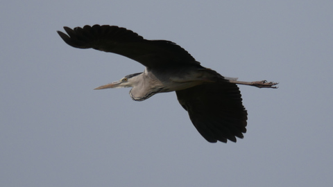 heron-fly2.jpg