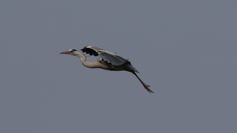 heron-fly3.jpg