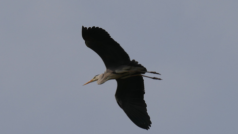 heron-fly4.jpg