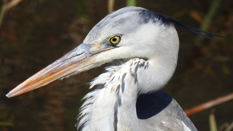 heron-head.jpg