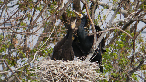 kawau-family.jpg