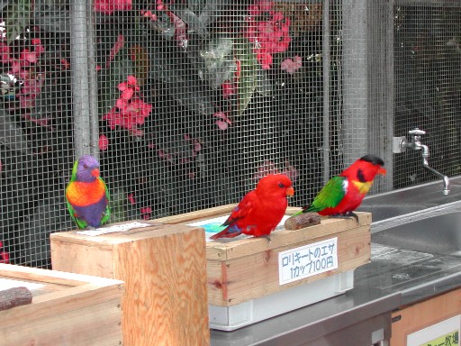 極彩色のインコ