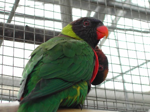 インコ　接写