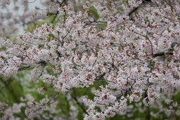 画像(2400x1600、1551.9Kb)