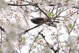 画像(2400x1600、1179.5Kb)