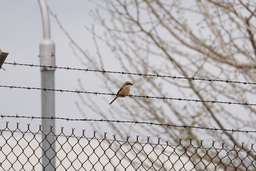 画像(2400x1600、826.2Kb)