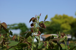 画像(2400x1600、706.0Kb)