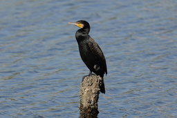 画像(2400x1600、896.1Kb)